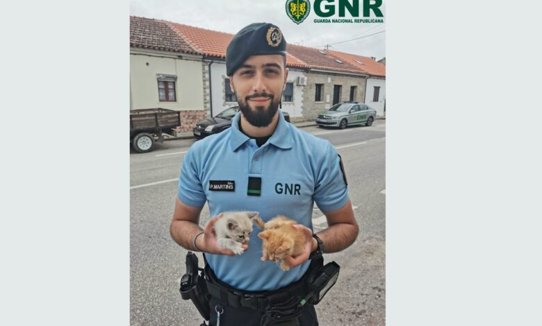 GNR anuncia recolha de dois gatinhos gatos 00413 6003961921883121776 n