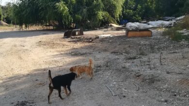 Flecheiro IMG 20230806 091849