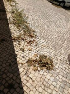 ervas 54595593485 2636907125043165816 n