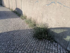 ervas IMG 20231002 175536