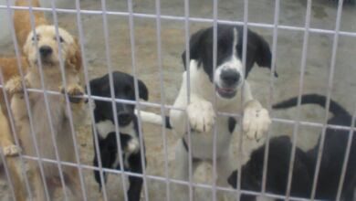 animais caes canil 9158923 7391519149725135819 o