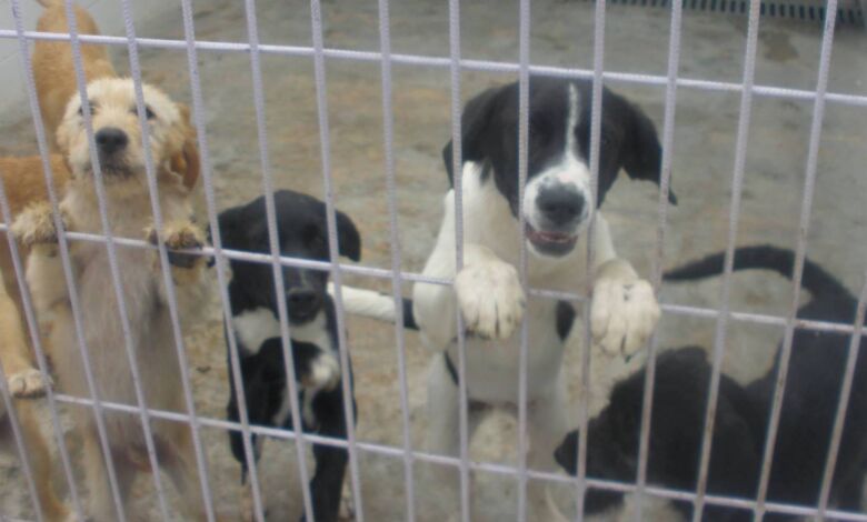 Nasceu uma nova Associação Protetora dos Animais em Tomar animais caes canil 9158923 7391519149725135819 o