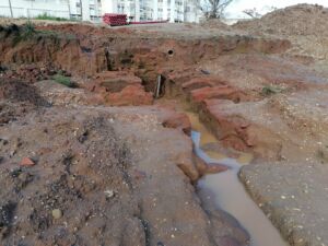 Flecheiro IMG 20240310 101914
