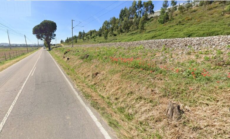 Lançada petição contra “abate massivo de árvores” ao longo das estradas arvores en110