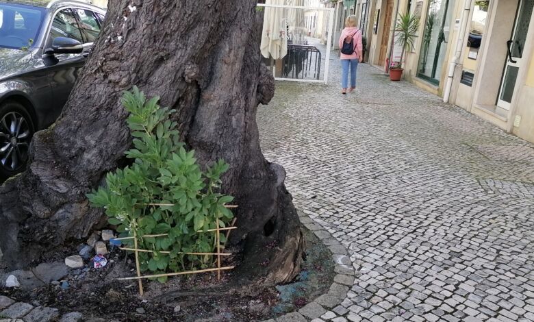 favas IMG 20240411 100152