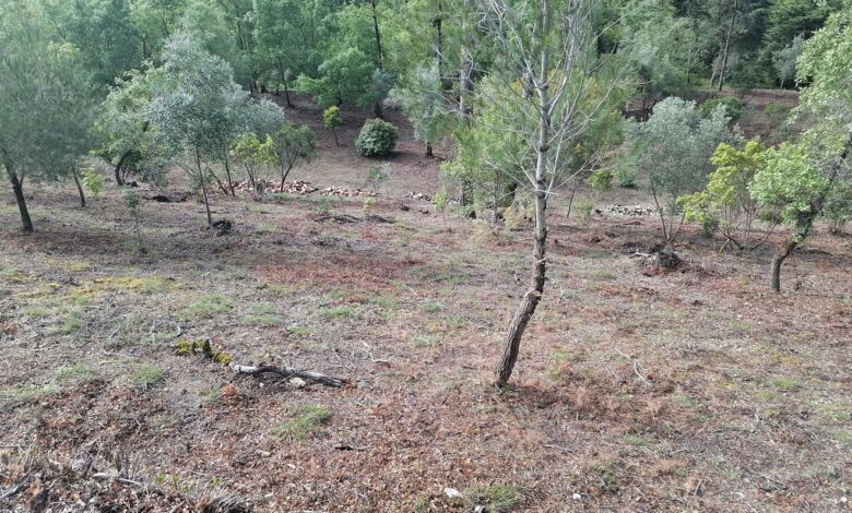 Limpeza de terrenos na Mata dos Sete Montes. As explicações oficiais mata IMG 20240407 100553
