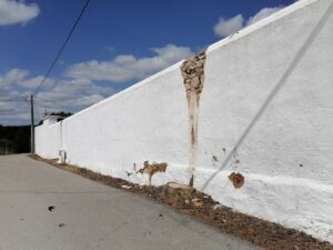 cedros casais IMG 20240522 152424