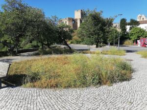 ervas IMG 20240528 092024