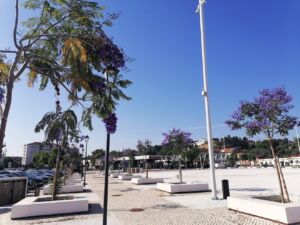 jacarandas varzea grande IMG 20240604 091920