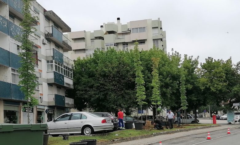 Novas árvores na rua Manoel de Mattos IMG 20240730 104405