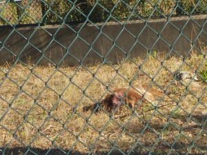 animais IMG 20240722 082316