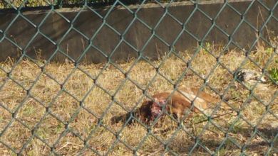 animais IMG 20240722 082316