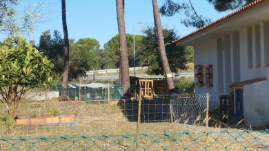 animais IMG 20240722 082345