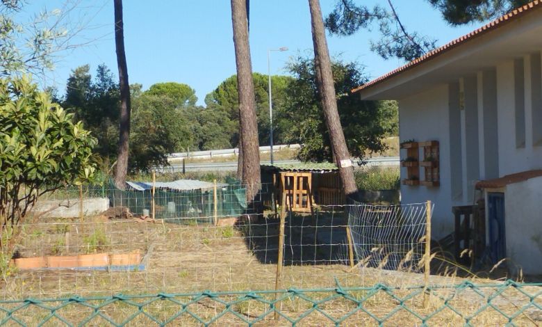 Animais mortos e abandonados na sede da Associação de Saúde Mental animais IMG 20240722 082345