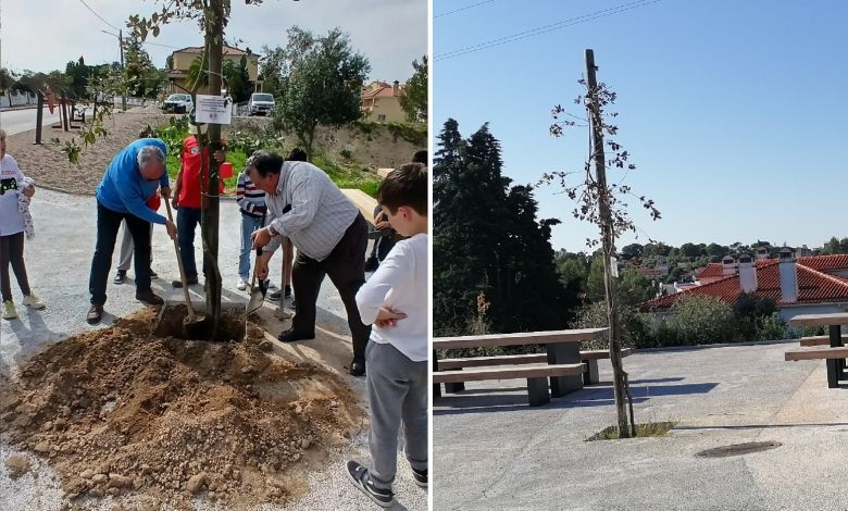 Árvore plantada no dia mundial secou por falta de rega arvore 7890