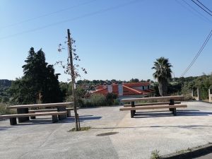 arvore IMG 20240702 182418