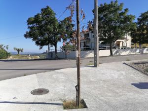 arvore IMG 20240703 182212