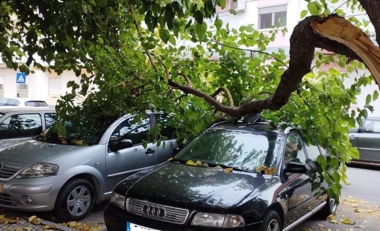 Ramo de árvore cai e atinge dois carros arvore bc 4008 9f53 d91abf31a098