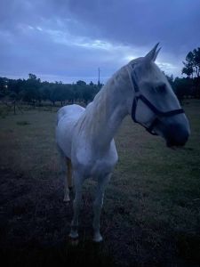 cavalo 88210141983 802869265070524313 n