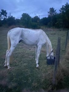 cavalo 928066738 7065316141873561251 n
