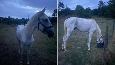 cavalo apelo