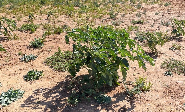 Planta alucinogénica e altamente tóxica detetada no Flecheiro planta 32418297664576 1811398570013681369 n