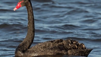 cisne 1200