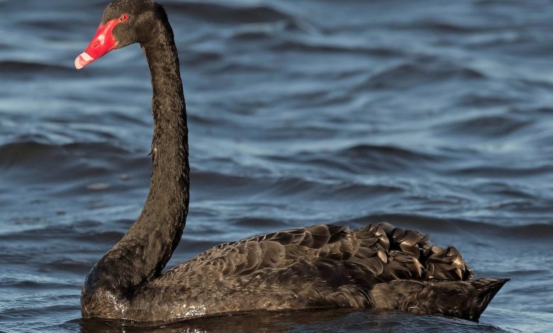 Empresário Fernando Jorge oferece quatro cisnes para o rio Nabão cisne 1200