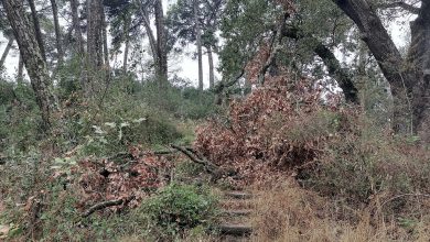 pinhal IMG 20240920 084357