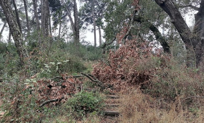 pinhal IMG 20240920 084357