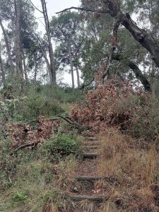 pinhal IMG 20240920 084400