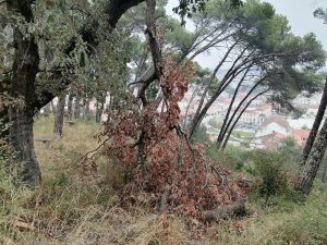 pinhal IMG 20240920 084439