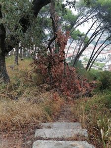 pinhal IMG 20240920 084443