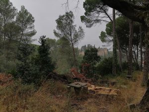 pinhal IMG 20240920 084453