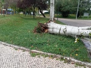 arvore 4aed a433 9579beffecec 1
