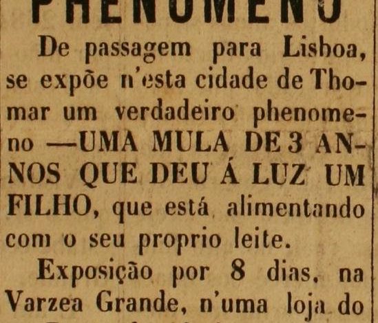 Um fenómeno em Tomar há 135 anos fenomeno 2