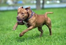 pitbull