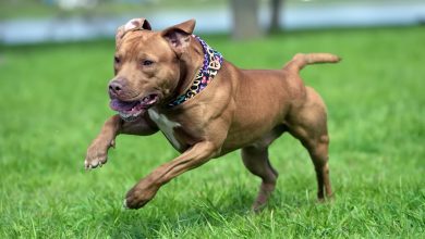 pitbull