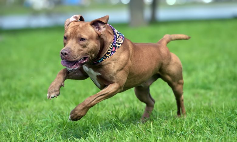 Dono de cão perigoso condenado por ataque a criança pitbull