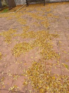 folhas 48419814763295 2986196260231017716 n