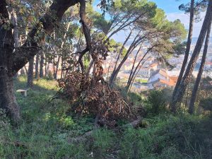 pinhal de santa barbara 20241231 103510