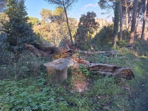 pinhal de santa barbara 20241231 103529