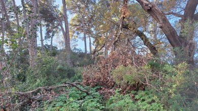 pinhal de santa barbara 20241231 103600