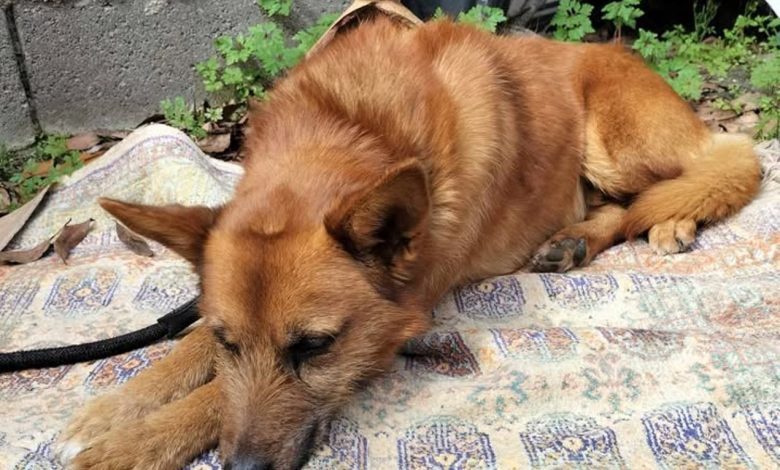 De quem é este cão? (atualização)* apelo 911155747575742 821780555985044937 n