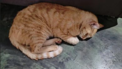 gato 6789