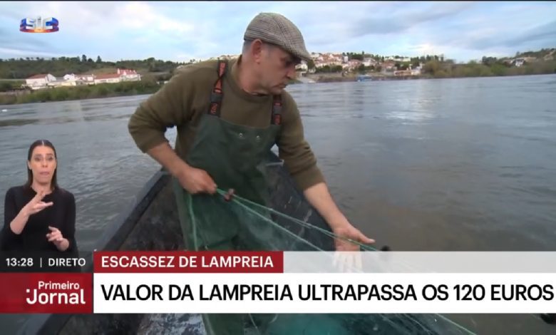 Vai uma dose de lampreia a 70 euros? lampreia 7890