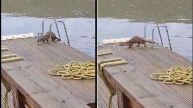 lontra