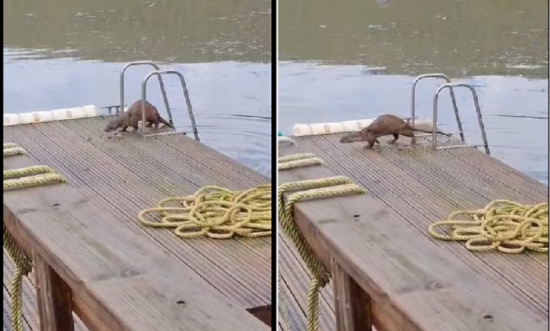 Lontra filmada em Dornes (c/ vídeo) lontra