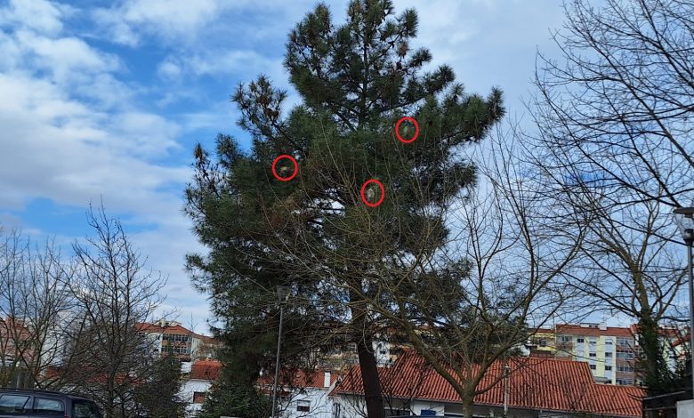 Perigo da Lagarta do Pinheiro em vários locais da cidade pinheiro 20250210 150403 1