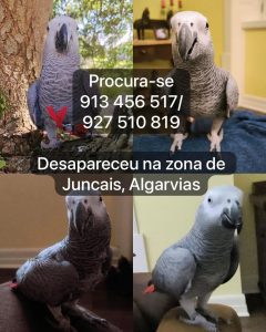 apelo 8038752286419451 3267550467295990094 n